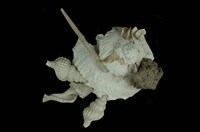 藏品(綴殼螺)的圖片